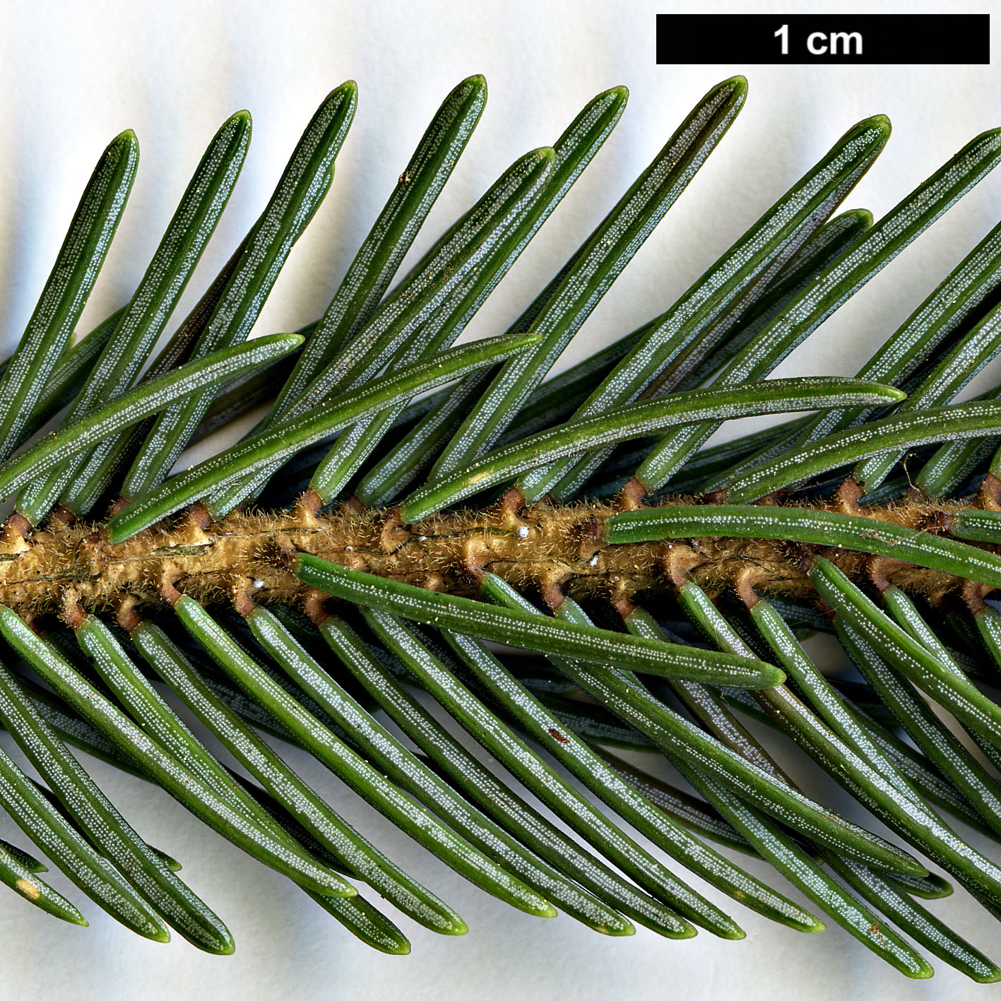 High resolution image: Family: Pinaceae - Genus: Picea - Taxon: likiangensis - SpeciesSub: var. rubescens